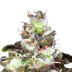 Original White Widow (IBL) Cannabissamen von Paradise...