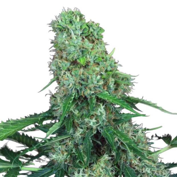 Paradise Seeds | Auto Pandora