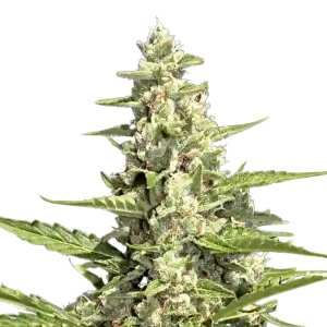 Pandora Auto von Paradise Seeds: Schnelle...