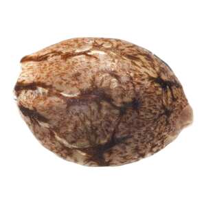 Pandora Auto von Paradise Seeds: Schnelle...