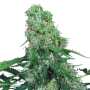 Auto Pandora | Autoflowering Cannabissamen von Paradise Seeds