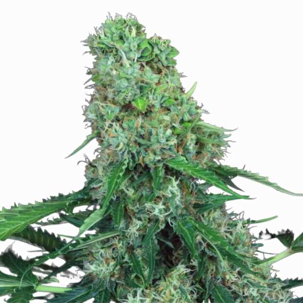 Auto Pandora | Autoflowering Cannabissamen von Paradise Seeds | 3 Hanfsamen
