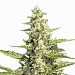 Pandora Auto von Paradise Seeds: Schnelle...