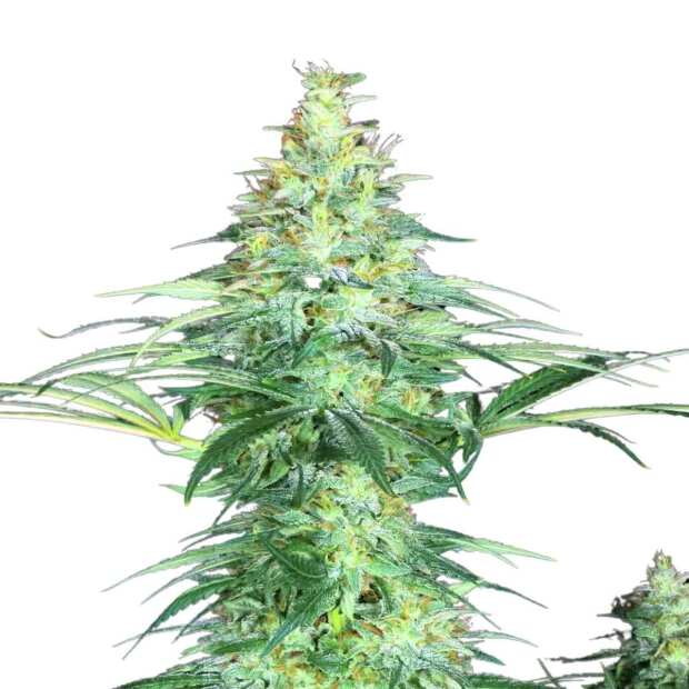 Paradise Seeds | Sensi Star