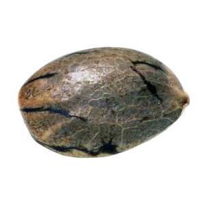 Sensi Star Paradise SeedsHanfsamen bestellen