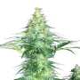 Sensi Star | Feminisierte Cannabissamen von Paradise Seeds