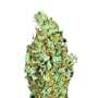 Sensi Star | Feminisierte Cannabissamen von Paradise Seeds