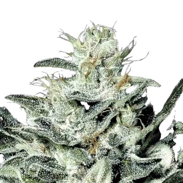 Sensi Star Cannabissamen von Paradise Seeds 3 Samen