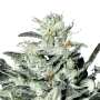 Sensi Star Cannabissamen von Paradise Seeds 3 Samen