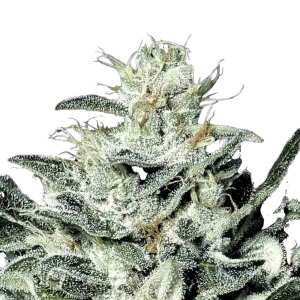 Sensi Star Cannabissamen von Paradise Seeds 5 Samen