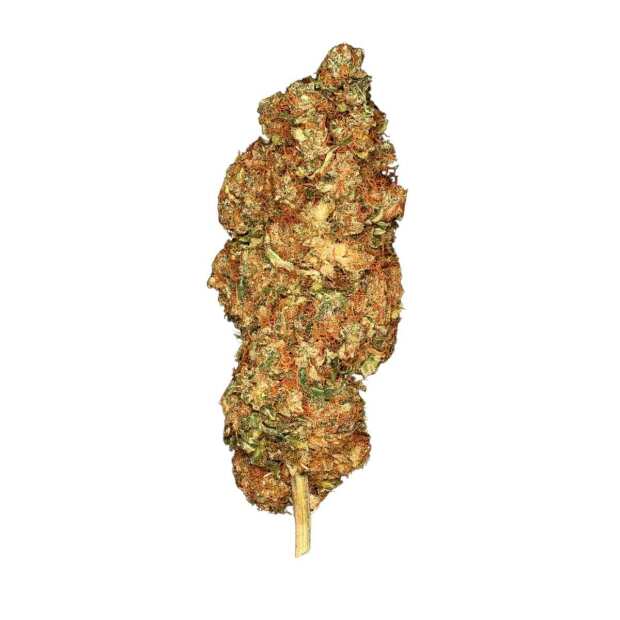 Paradise Seeds | Space Cookies