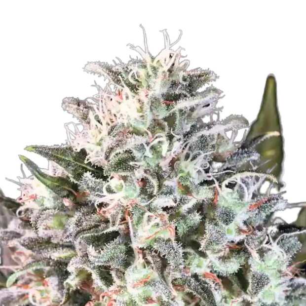 Space Cookies Paradise Seeds Hanfsamen bestellen