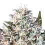 Space Cookies Paradise Seeds Hanfsamen bestellen