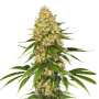 Space Cookies | Feminisierte Cannabissamen von Paradise Seeds