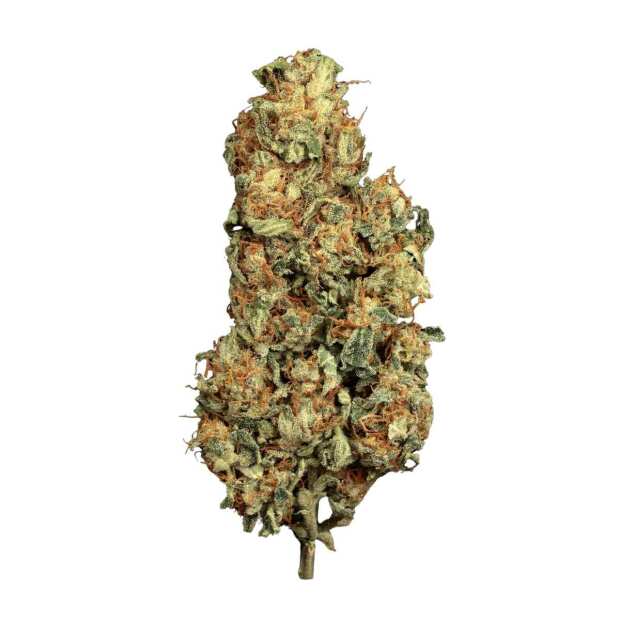 Paradise Seeds | AutoVertigo