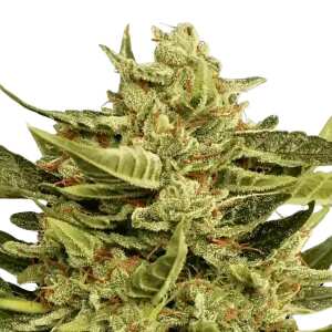 Vertigo von Paradise Seeds: Schnelle Autoflower-Sorte,...