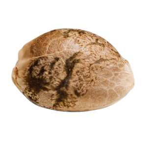 Vertigo von Paradise Seeds: Schnelle Autoflower-Sorte,...