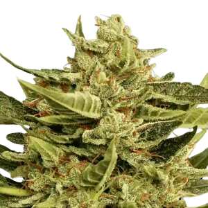 Vertigo von Paradise Seeds: Schnelle Autoflower-Sorte,...