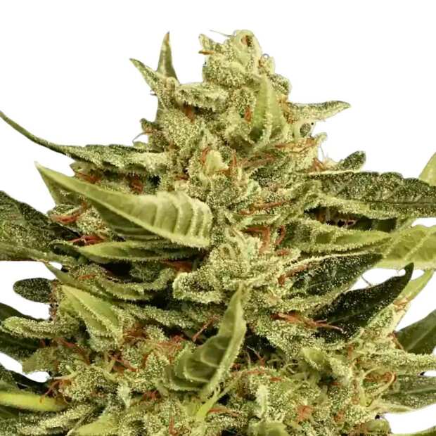 Vertigo von Paradise Seeds: Schnelle Autoflower-Sorte, hoher Ertrag, starker Zitrusduft. Ideal für Outdoor Grower. 5 Cannabissamen online bestellen!