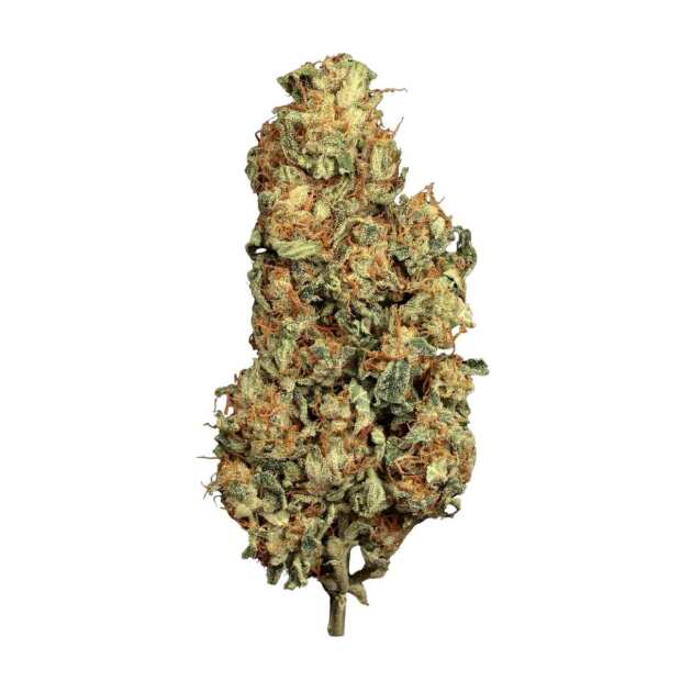 Auto Vertigo | Autoflowering Cannabissamen von Paradise Seeds | 5 Hanfsamen