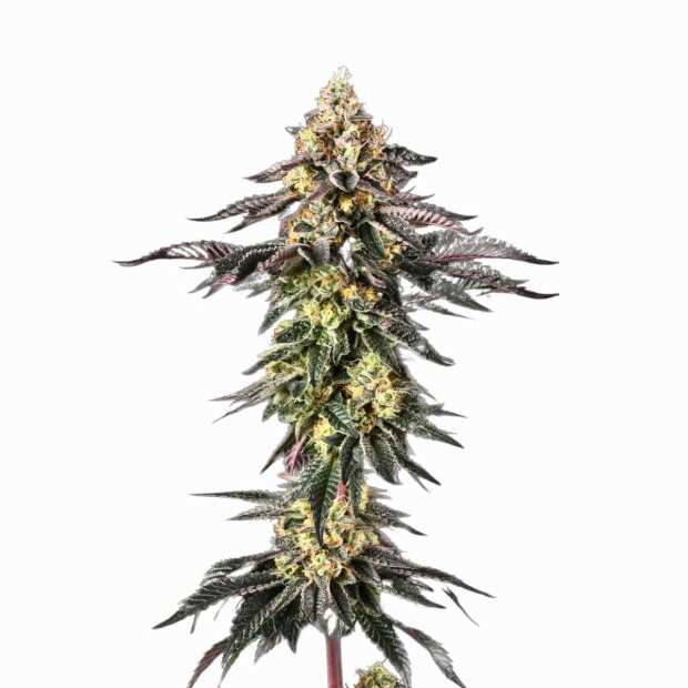 Sunset Paradise Feminisierte Cannabissamen von Paradise Seeds 5 Hanfsamen