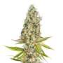 Rainbow Road | Feminisierte Cannabissamen von Paradise Seeds