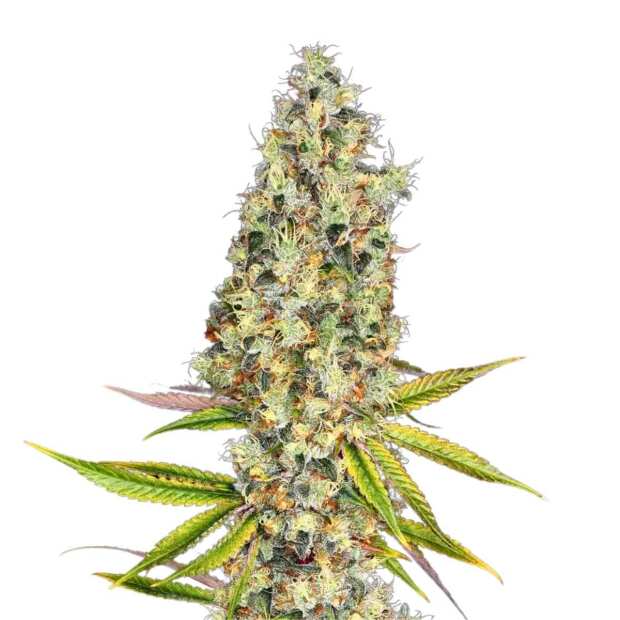 Rainbow Road | Feminisierte Cannabissamen von Paradise Seeds | 3 Hanfsamen