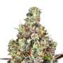 Rainbow Road Cannabissamen von Paradise Seeds 3 Samen