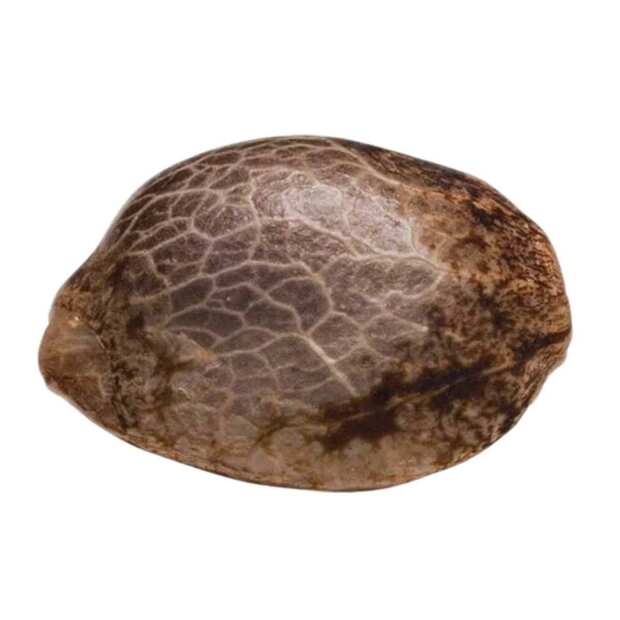 El Dorado OG Feminisierte Cannabissamen von Paradise Seeds