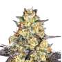 El Dorado OG Cannabissamen von Paradise Seeds 3 Samen