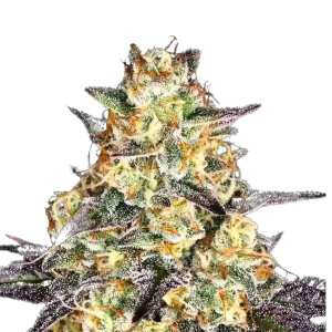 El Dorado OG Cannabissamen von Paradise Seeds 5 Samen