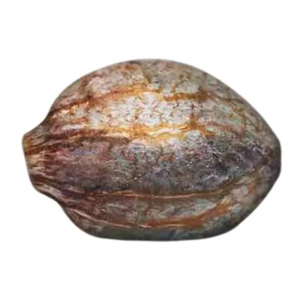 CBDrelief CBD Cannabissamen von Paradise Seeds 3 Hanfsamen