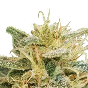 CBDrelief: Leistungsstarke, CBD-reiche Sorte. Erlebe...