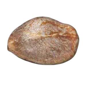 Hoher CBD-Gehalt und schnelle Reifung – CBDelight...