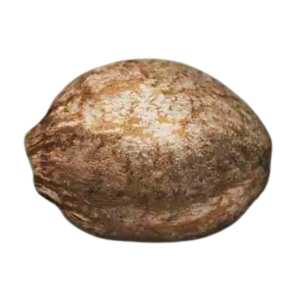 Hoher CBD-Gehalt und schnelle Reifung – CBDream von...