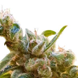 CBDrelax von Paradise Seeds: Zen-artige Entspannung,...