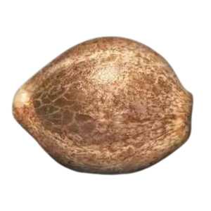 CBDrelax von Paradise Seeds: Zen-artige Entspannung,...