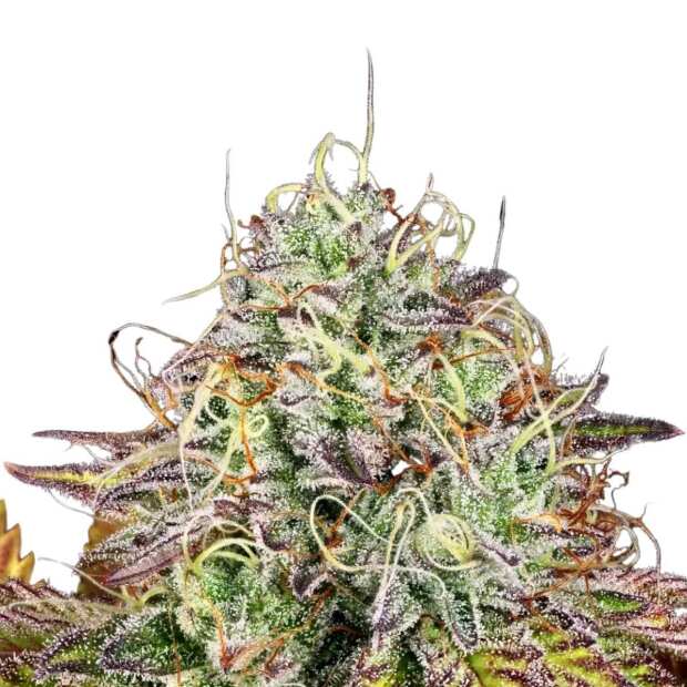 Apricot Candy Paradise Seeds (100%) Cannabis Samen