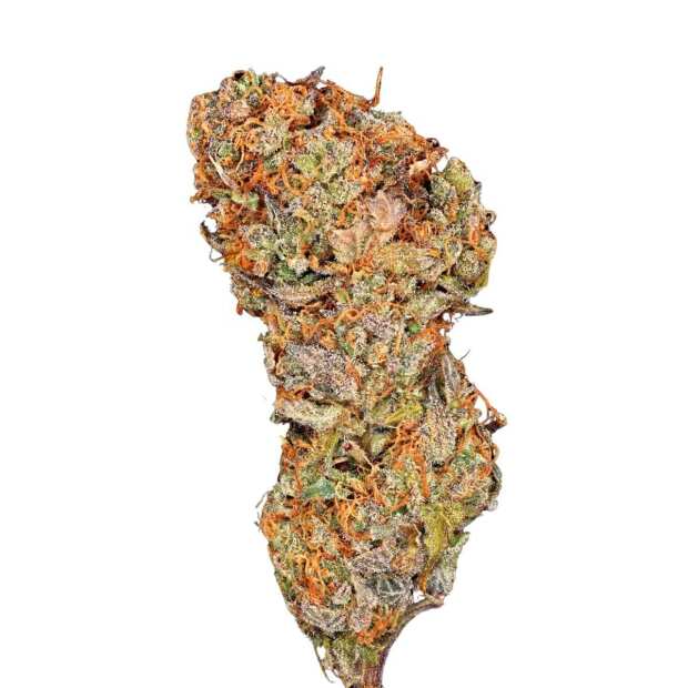 Paradise Seeds | Apricot Candy