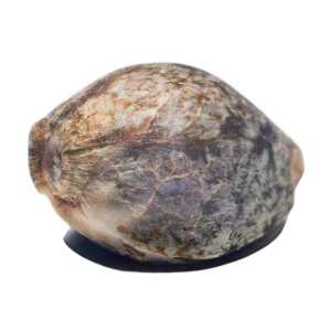 Apricot Candy Paradise Seeds (100%) Cannabis Samen