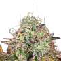 Apricot Candy Paradise Seeds (100%) Cannabis Samen