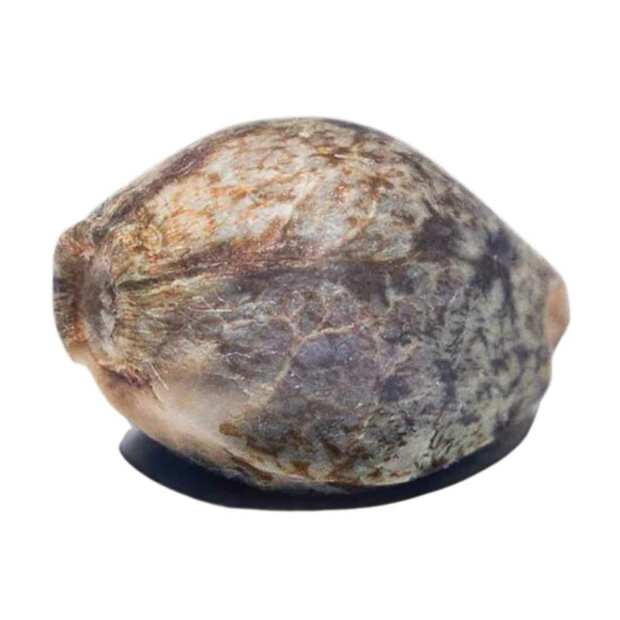 Apricot Candy Feminisierte Cannabissamen von Paradise Seeds 5 Hanfsamen