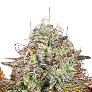 Apricot Candy Cannabissamen von Paradise Seeds 5 Samen