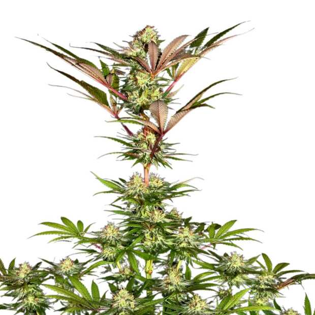 Paradise Seeds | Chocolate Wafflez