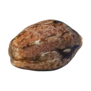 Chocolate Wafflez Paradise Seeds - Dirks Seedshop