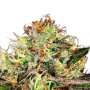 Chocolate Wafflez Paradise Seeds - Dirks Seedshop