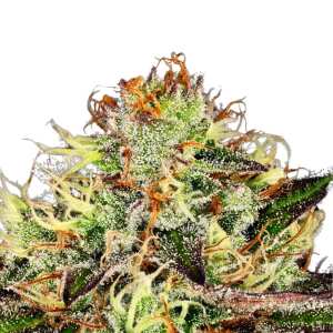 Chocolate Wafflez Cannabissamen von Paradise Seeds 3 Samen