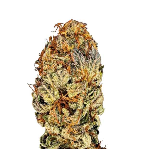 Chocolate Wafflez | Feminisierte Cannabissamen von Paradise Seeds | 5 Hanfsamen