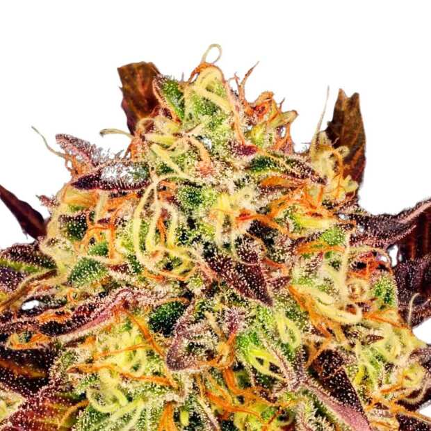 Tangerine Sorbet Paradise Seeds Hanfsamen