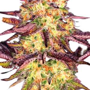 Tangerine Sorbet Paradise Seeds Hanfsamen